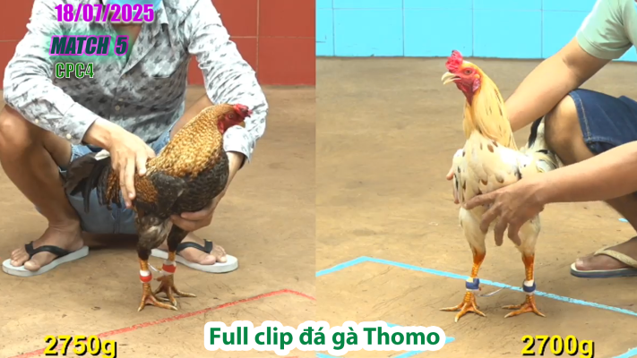 CPC4-TRẬN 5 | đá gà Thomo |18/07/2025
