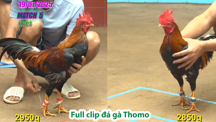 CPC4-TRẬN 5 | đá gà Thomo |18/07/2025