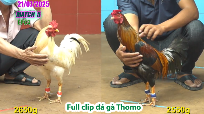 CPC4-TRẬN 5 | đá gà Thomo |21/07/2025
