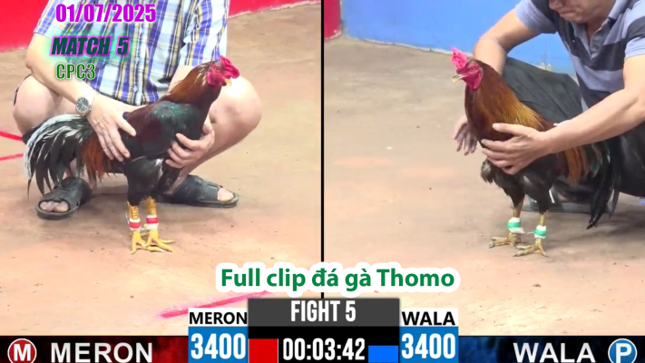 CPC3-TRẬN 5 | đá gà Thomo | 01/07/2025
