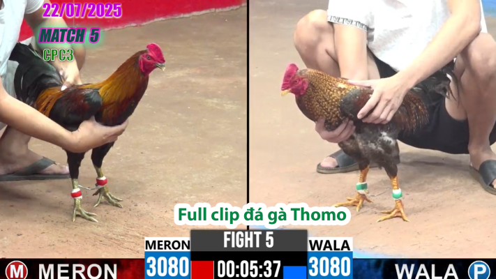 CPC3-TRẬN 5 | đá gà Thomo |22/07/2025