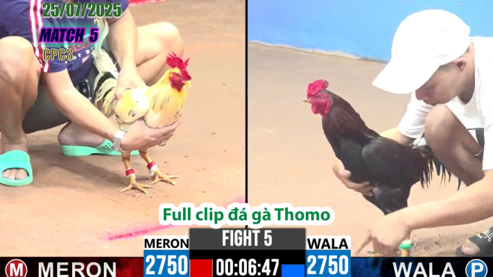 CPC3-TRẬN 5 | đá gà Thomo |25/07/2025