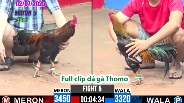 CPC3-TRẬN 5 | đá gà Thomo | 02/07/2025
