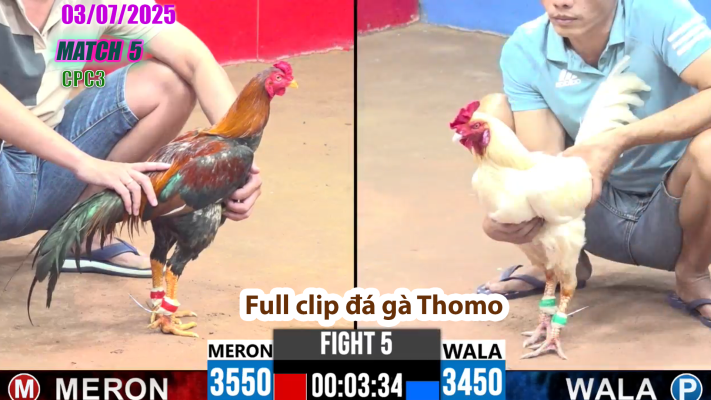CPC3-TRẬN 5 | đá gà Thomo | 03/07/2025