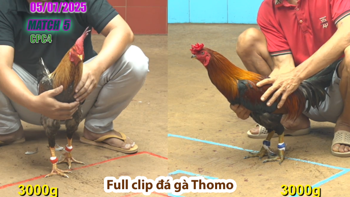 CPC4-TRẬN 5 | đá gà Thomo | 05/07/2025