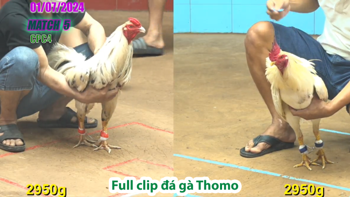 CPC4-TRẬN 5 | đá gà Thomo | 01/07/2025