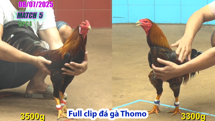 CPC4-TRẬN 5 | đá gà Thomo |08/07/2025