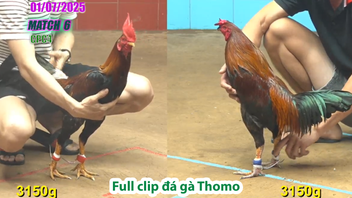 CPC4-TRẬN 6 | đá gà Thomo | 01/07/2025