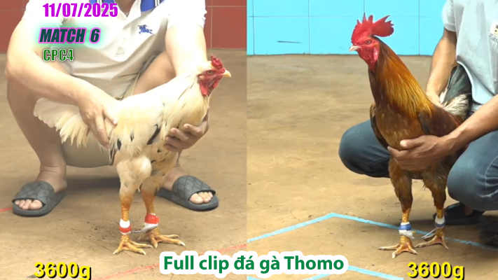 CPC4-TRẬN 6 | đá gà Thomo |11/07/2025