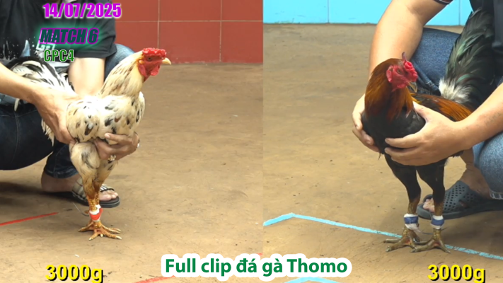 CPC4-TRẬN 6 | đá gà Thomo |14/07/2025