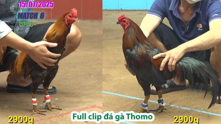 CPC4-TRẬN 6 | đá gà Thomo |15/07/2025