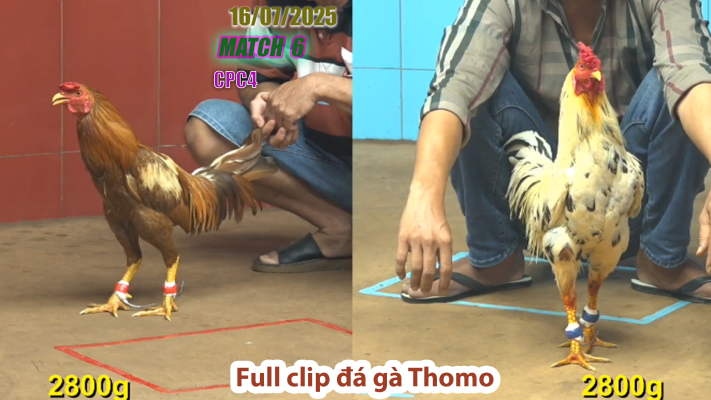 CPC4-TRẬN 6 | đá gà Thomo |16/07/2025