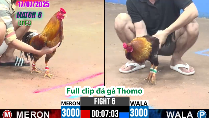 CPC3-TRẬN 6 | đá gà Thomo |17/07/2025
