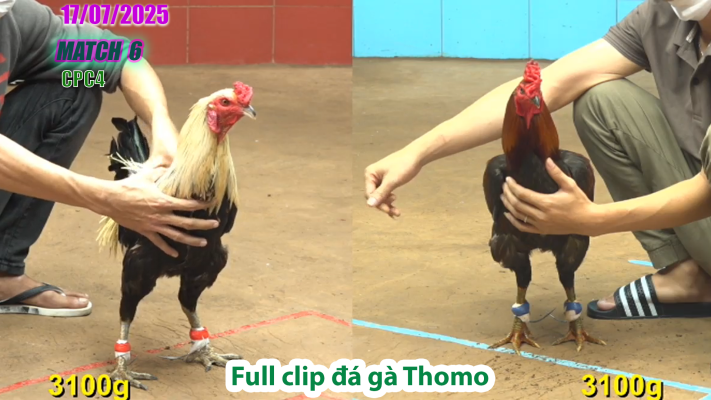CPC4-TRẬN 6 | đá gà Thomo |17/07/2025