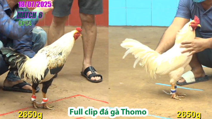 CPC4-TRẬN 6 | đá gà Thomo |18/07/2025