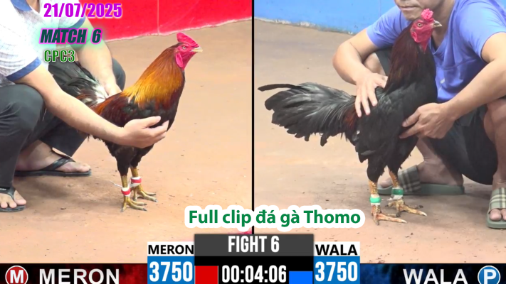 CPC3-TRẬN 6 | đá gà Thomo |21/07/2025