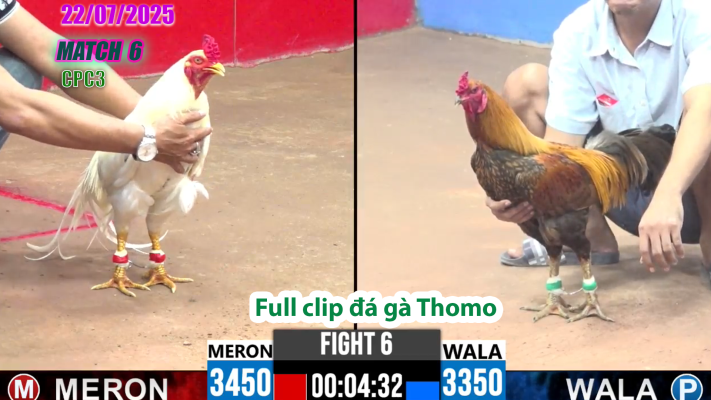 CPC3-TRẬN 6 | đá gà Thomo |22/07/2025