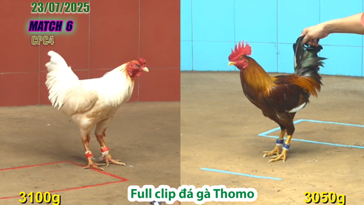 CPC4-TRẬN 6 | đá gà Thomo |23/07/2025