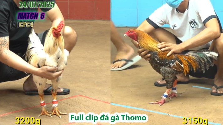 CPC4-TRẬN 6 | đá gà Thomo |24/07/2025