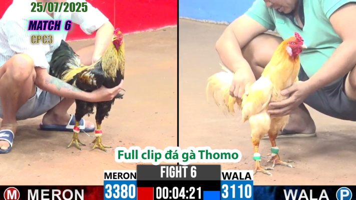 CPC3-TRẬN 6 | đá gà Thomo |25/07/2025