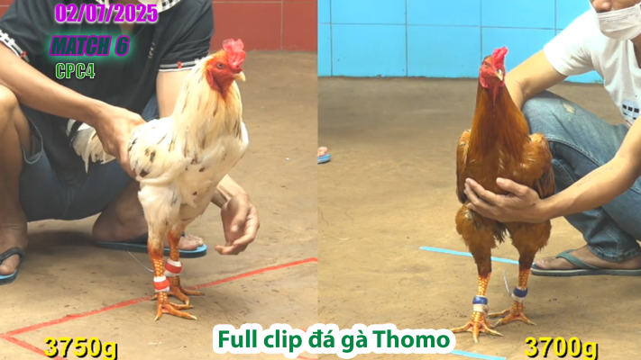 CPC4-TRẬN 6 | đá gà Thomo | 02/07/2025