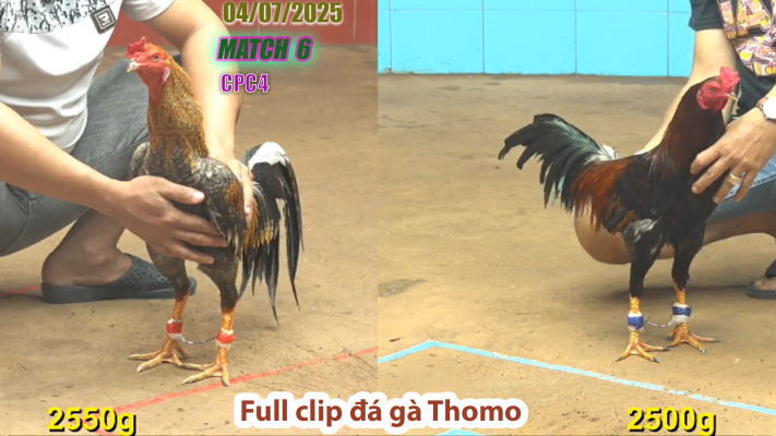 CPC4-TRẬN 6 | đá gà Thomo | 04/07/2025