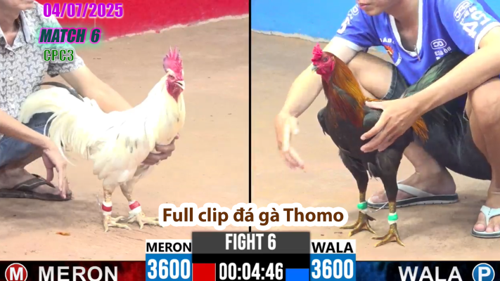 CPC3-TRẬN 6 | đá gà Thomo | 04/07/2025