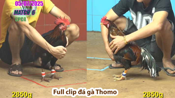 CPC4-TRẬN 6 | đá gà Thomo | 05/07/2025