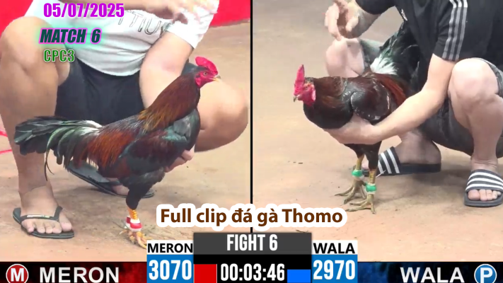 CPC3-TRẬN 6 | đá gà Thomo | 05/07/2025