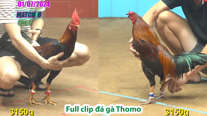 CPC4-TRẬN 6 | đá gà Thomo | 01/07/2025