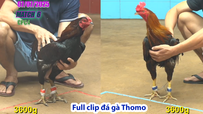 CPC4-TRẬN 6 | đá gà Thomo |07/07/2025