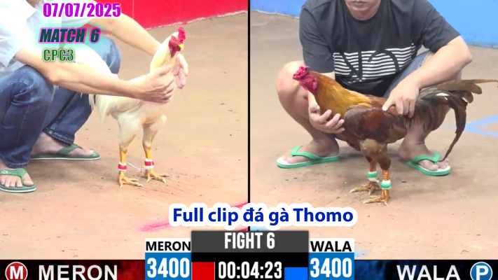 CPC3-TRẬN 6 | đá gà Thomo |07/07/2025