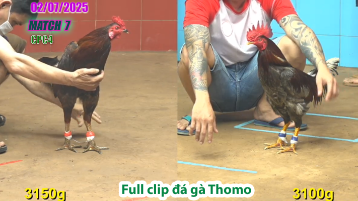 CPC4-TRẬN 7 | đá gà Thomo | 02/07/2025