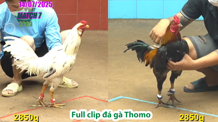 CPC4-TRẬN 7 | đá gà Thomo |14/07/2025
