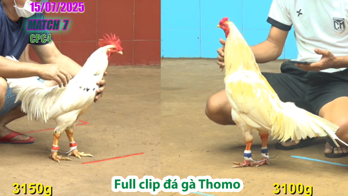 CPC4-TRẬN 7 | đá gà Thomo |15/07/2025