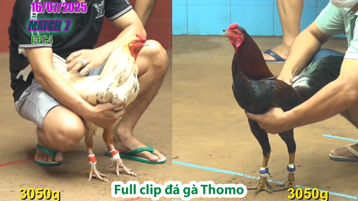 CPC4-TRẬN 7 | đá gà Thomo |16/07/2025