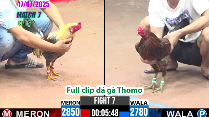 CPC3-TRẬN 7 | đá gà Thomo |17/07/2025