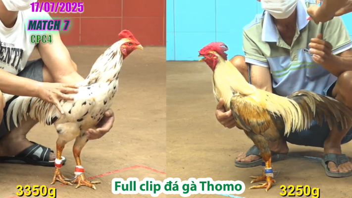 CPC4-TRẬN 7 | đá gà Thomo |17/07/2025