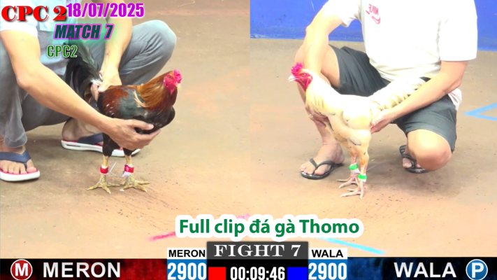 CPC2-TRẬN 7 | đá gà Thomo |18/07/2025