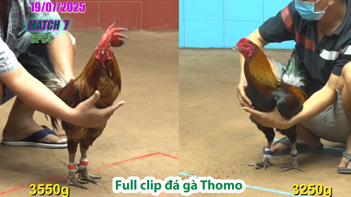 CPC4-TRẬN 7 | đá gà Thomo |18/07/2025