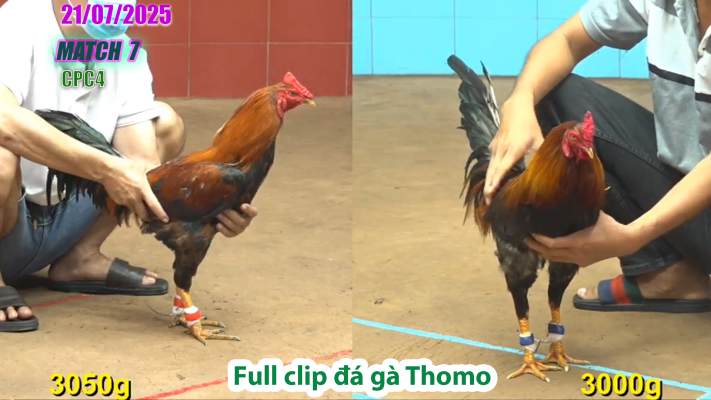 CPC4-TRẬN 7 | đá gà Thomo |21/07/2025