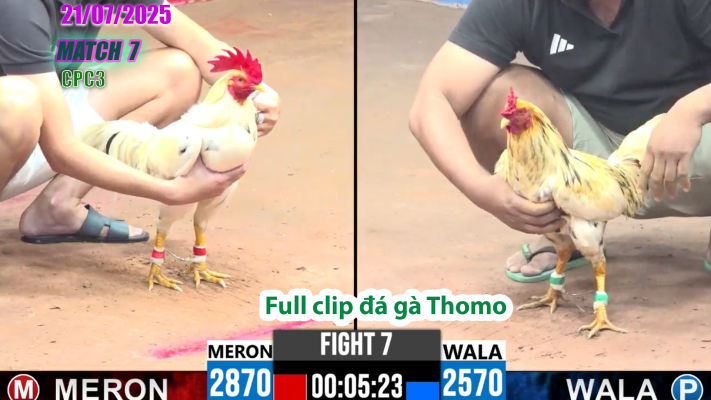 CPC3-TRẬN 7 | đá gà Thomo |21/07/2025