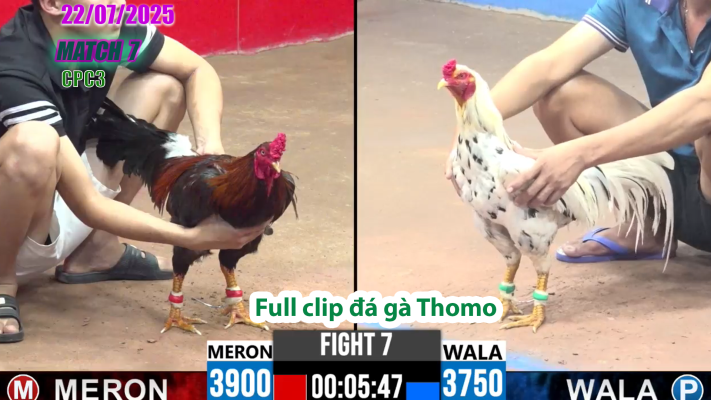 CPC3-TRẬN 7 | đá gà Thomo |22/07/2025