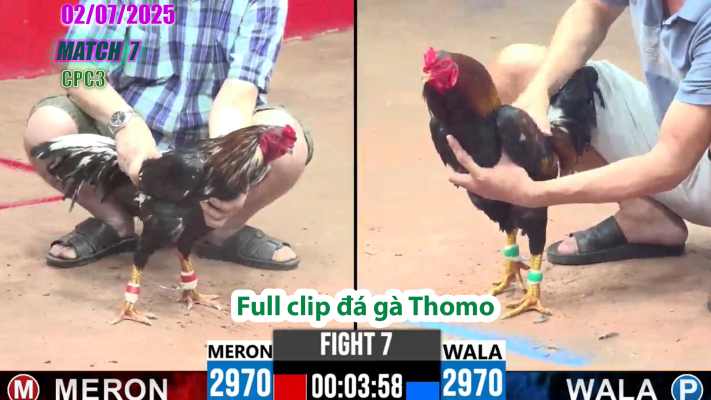 CPC3-TRẬN 7 | đá gà Thomo | 02/07/2025
