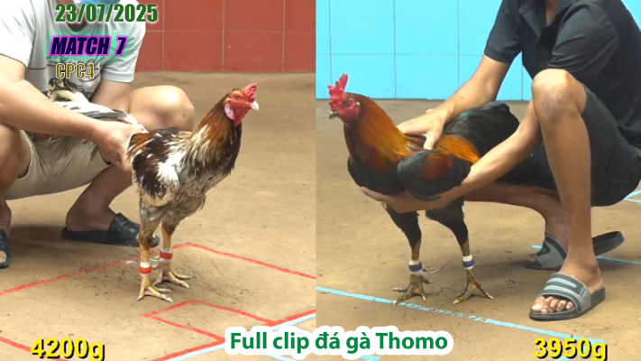 CPC4-TRẬN 7 | đá gà Thomo |23/07/2025