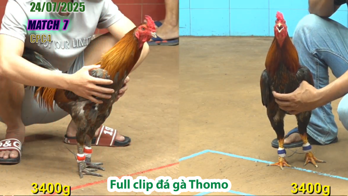 CPC4-TRẬN 7 | đá gà Thomo |24/07/2025