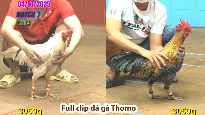 CPC4-TRẬN 7 | đá gà Thomo | 04/07/2025