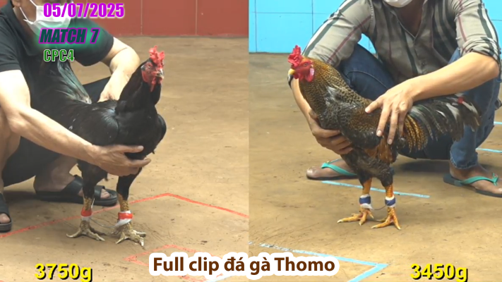 CPC4-TRẬN 7 | đá gà Thomo | 05/07/2025