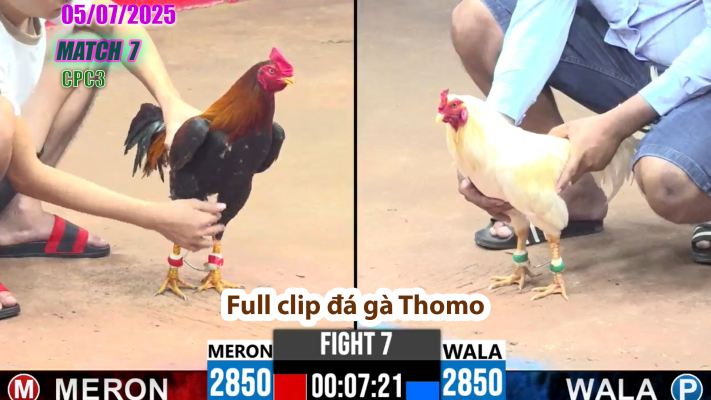 CPC3-TRẬN 7 | đá gà Thomo | 05/07/2025