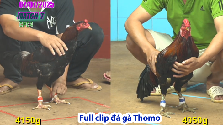 CPC4-TRẬN 7 | đá gà Thomo |07/07/2025